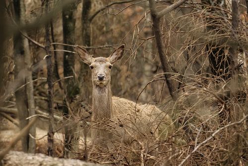 Hinde blikvanger van het bos