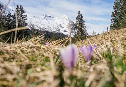 Lenteachtig berglandschap in het Wettersteingebergte met groene weiden en opvallende bergtoppen.