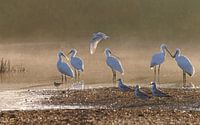 Serene calm mist and Spoonbill