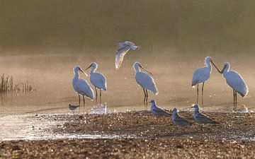 Serene calm mist and Spoonbill by A.H. Stubij
