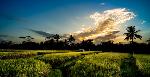 zonsondergang bij de rijstvelden in Keliki, Ubud