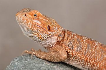 Baardagame (Pogona vitticeps) van Ronald Pol