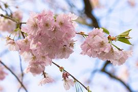 Fleurs de cerisier sur Christina Neuhaus-Petrosino
