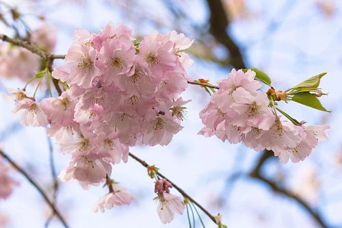 Kersenbloesems