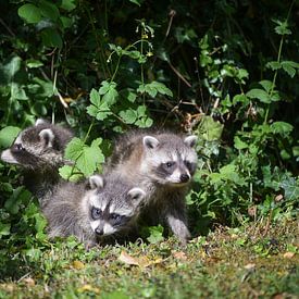 Three curious young raccoons cautiously explore the surroundings by Maren Winter