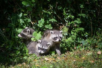 Three curious young raccoons cautiously explore the surroundings by Maren Winter