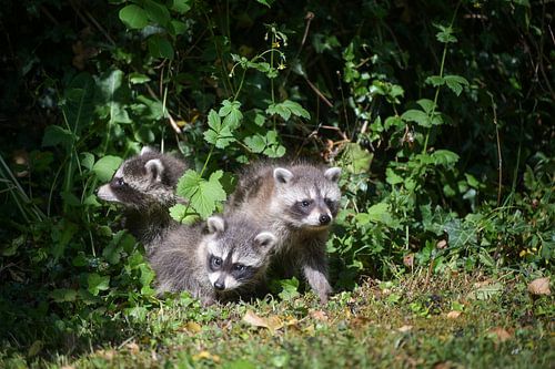 Drie nieuwsgierige jonge wasberen verkennen voorzichtig de omgeving van Maren Winter