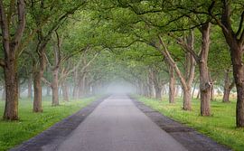 Mariënwaerdt van Angela Kraan