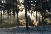 Zonnestralen verwarmen winters landschap