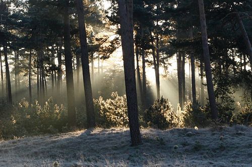 Zonnestralen verwarmen winters landschap