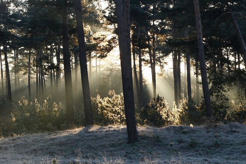 Zonnestralen verwarmen winters landschap von Menno Bausch