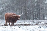 Porträt eines schottischen Highlanders im Schnee während des Winters von Sjoerd van der Wal Fotografie Miniaturansicht