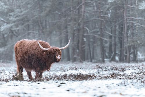 Portret van een Schotse Hooglander in de sneeuw in de winter