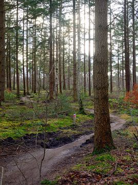 MTB Track through the forest by Gerard de Zwaan