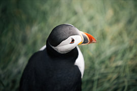 Puffin by Tije Mählmann
