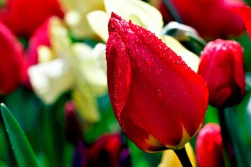 Tulpen nach Regen -  Tulipa von Juergen Braun