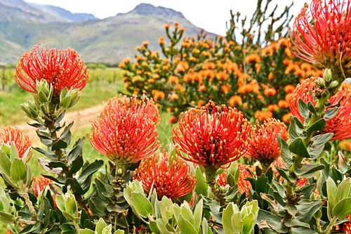coussinets à aiguilles rouges Proteas