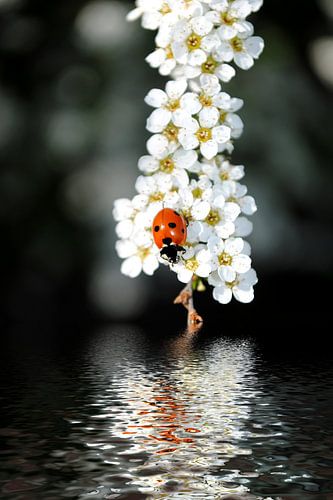 Marienkäfer auf Spierstrauch