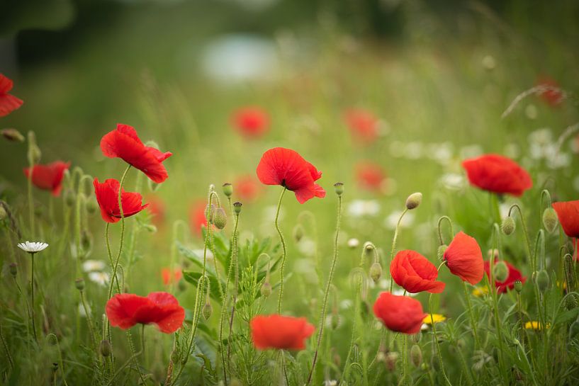Klatschmohn von Marianne Rouwendal