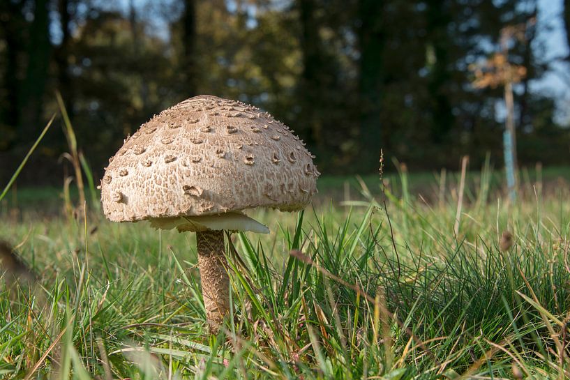 Giant parasol mushroom umbrella  by ChrisWillemsen