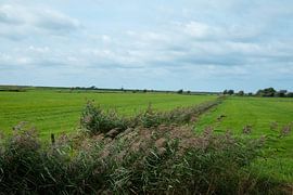 Cultures arables à Petten (Noord-Holland) sur JGL Market