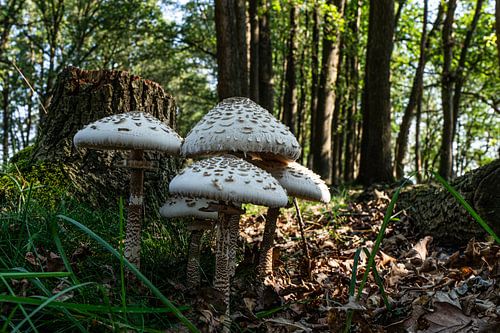 Autumn is coming again