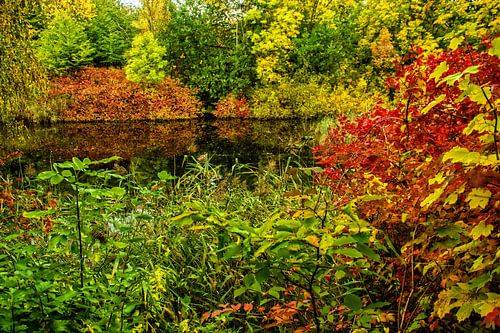 Explosie van de zintuigen