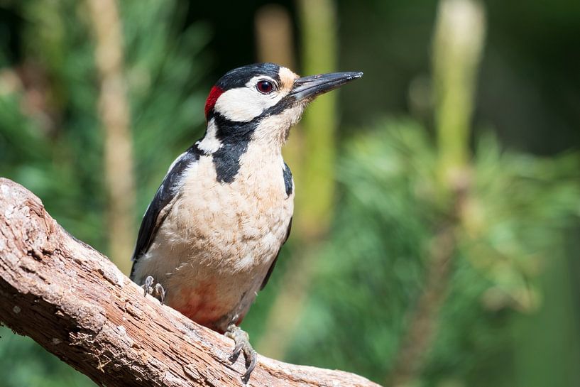 Pic épeiche par Merijn Loch