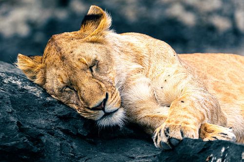 Schlafende Löwin auf Vulkanstein – Ngorongoro-Krater, Tansania