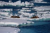 Walrus op de ijsschotsen van Merijn Loch thumbnail