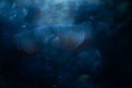 Underwater mushroom by Elles Rijsdijk