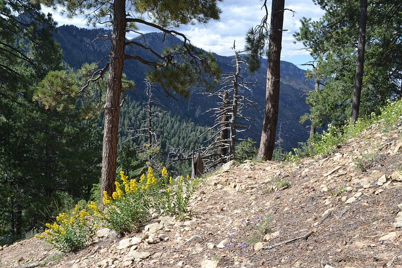 Arizona, in the mountains near Safford by Bernard van Zwol