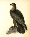 Adelaar, Washington Sea Eagle., Audubon, John James, 1785-1851 van Liszt Collection thumbnail