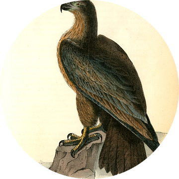 Adelaar, Washington Sea Eagle., Audubon, John James, 1785-1851
