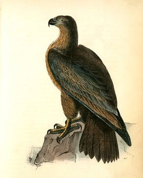 Adelaar, Washington Sea Eagle., Audubon, John James, 1785-1851