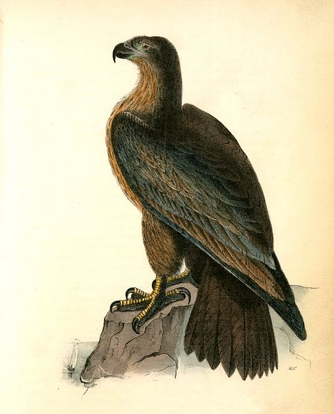 Adelaar, Washington Sea Eagle., Audubon, John James, 1785-1851 van Liszt Collection