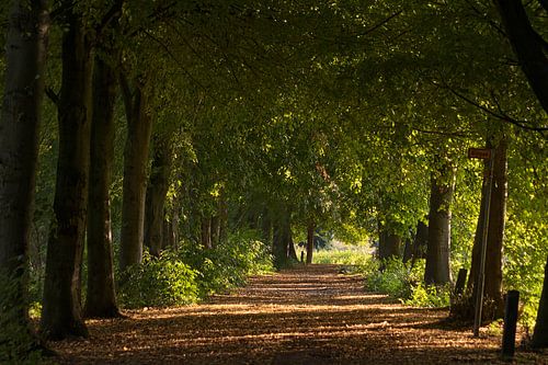 Avenue with linden in the Broekpolder in the warm morning sun