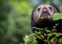 Schönes Porträt eines neugierigen Malaienbären