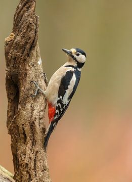 Buntspecht von Menno Schaefer