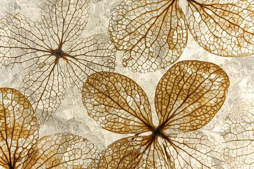 Warme landelijke kleuren: De hortensiablaadjes