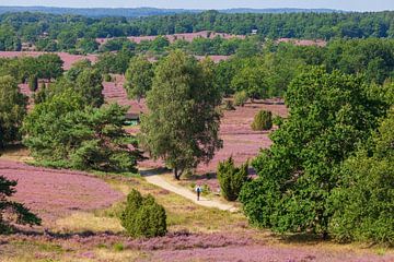 Paysage de bruyère avec fleurs de bruyère, Wilseder Berg, Wilsede, parc naturel de la lande de Luneb