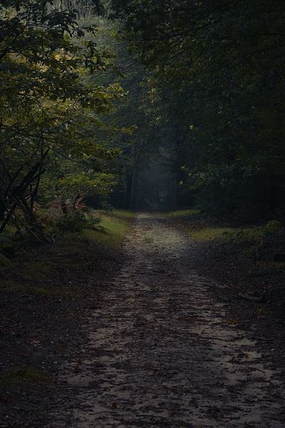 Speulderbos. by PEEQ.