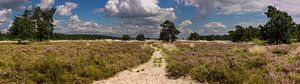 Loonse en drunense duinen von Jan Heijmans