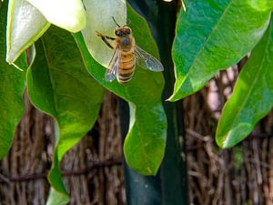 Wasp nest
