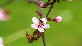 Bloem met vlieg op de tak