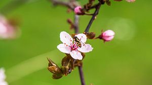 Blume mit Fliege auf dem Ast