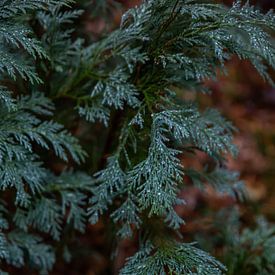 Blue California Cypress Raindrops 1 - Autumn in Hoenderloo by Deborah de Meijer
