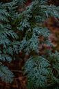 Blauwe Californische Cipres Regendruppels 1 - Herfst in Hoenderloo van Deborah de Meijer thumbnail