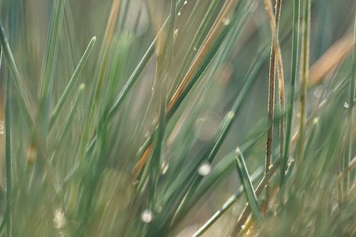 herbe ondulée