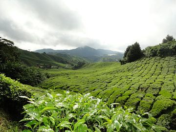 Maleisie Cameron Highlands van Bianca Louwerens